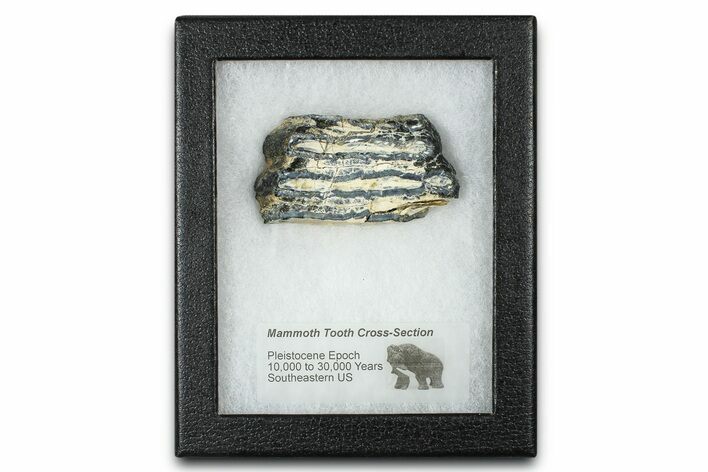 Mammoth Molar Slice With Case - South Carolina #377782